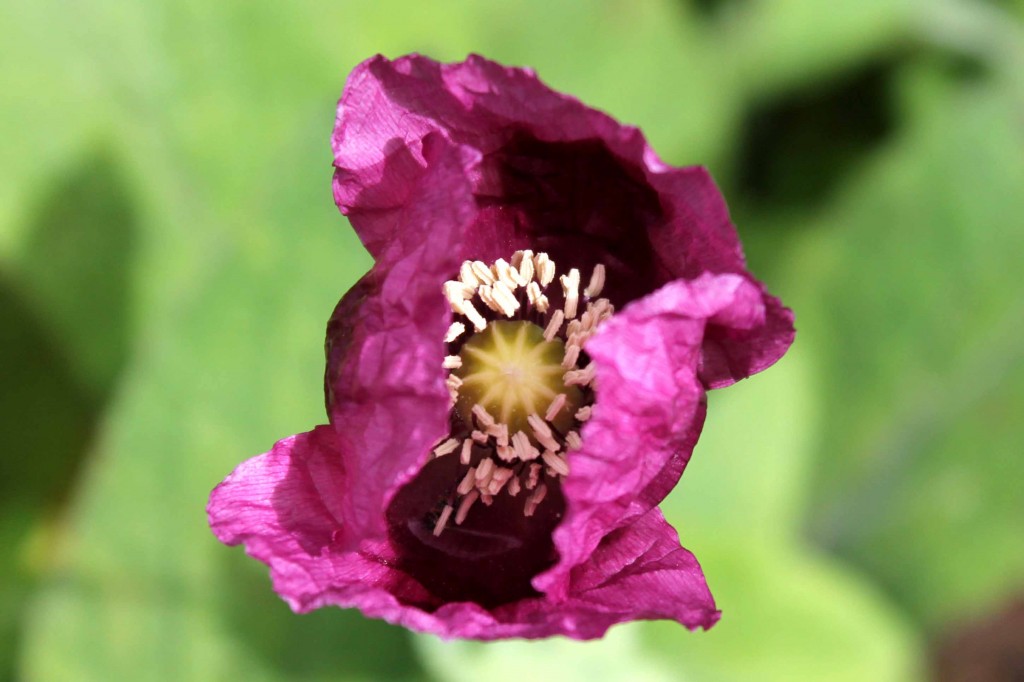 Picture 055 purple poppy