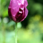 Picture 316 purple poppy