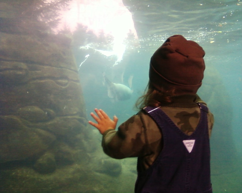 19 months sea lions at aquarium