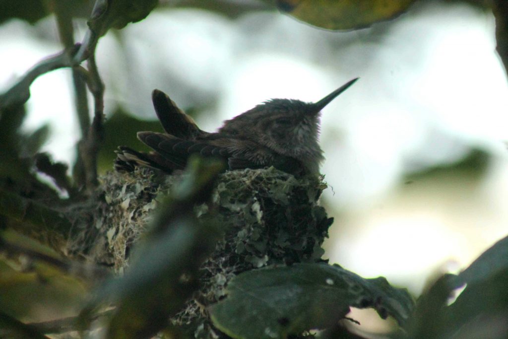 hummingbirds IMG_6386