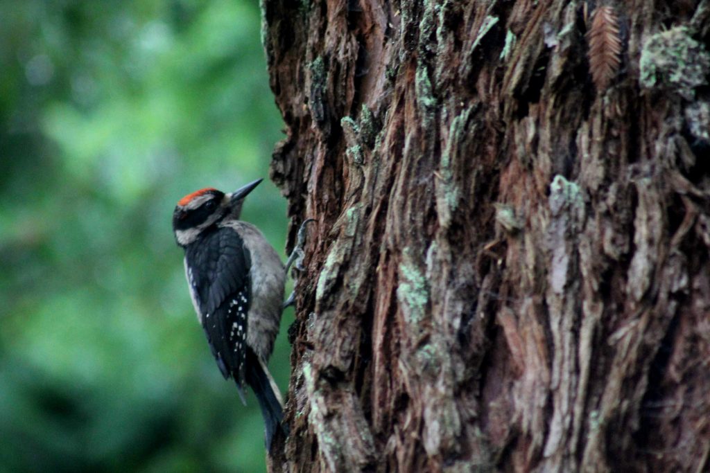 woodpecker IMG_7608