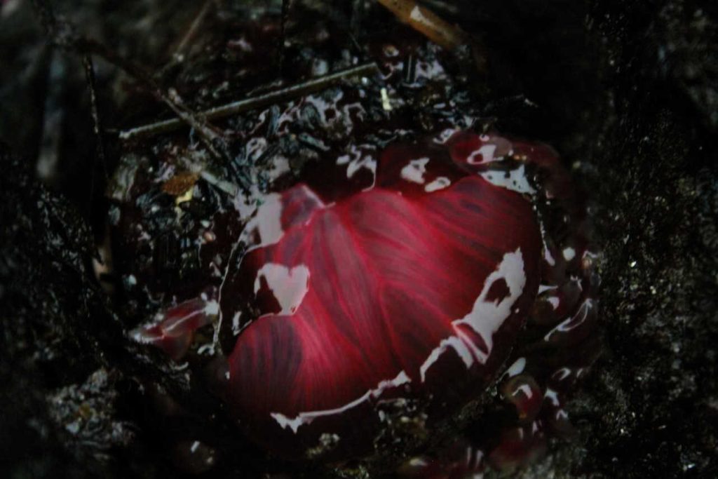 closed sea anemone 