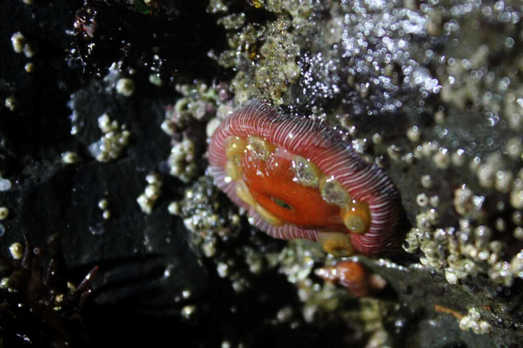 brooding sea anemone